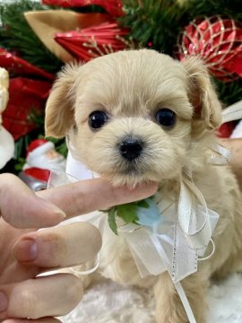 ママ.チワワ×パパタイニープードル【岐阜県・女の子・2021年10月6日・クリーム】の写真「チワプーは抜け毛少なく、性格も穏やかです。」