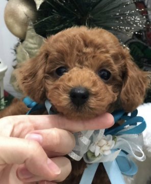 トイプードル(タイニー)【岐阜県・男の子・2018年10月11日・アプリコット】の写真「PRA発症しません♡」