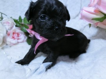 チワプー(ママ・チワワ・パパ・トイプードル)【岐阜県・女の子・2015年3月24日・ブラック】の写真「毛はこれかもっとふわふわもこもこになります♡」