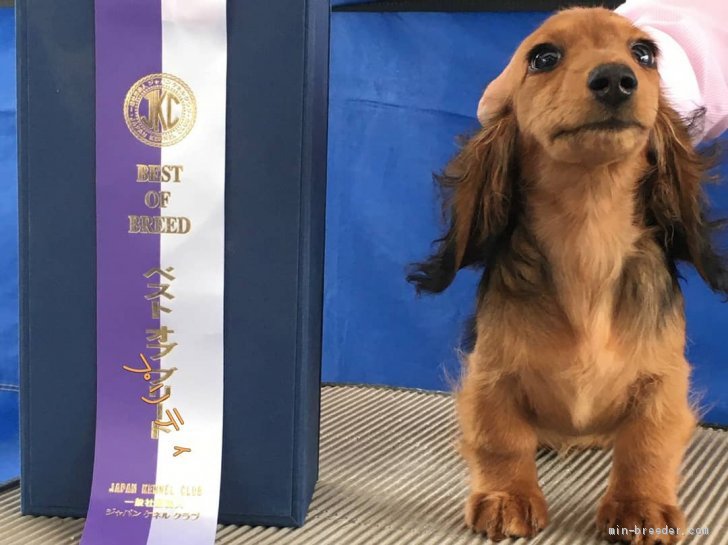 受賞犬紹介｜みんなのブリーダー