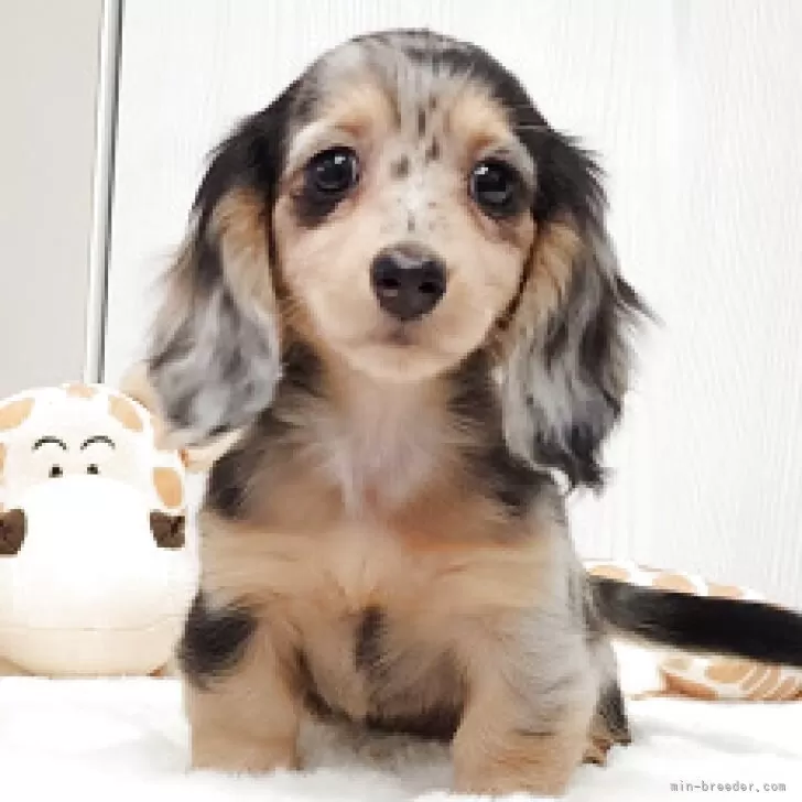 ID:2503-03078の子犬