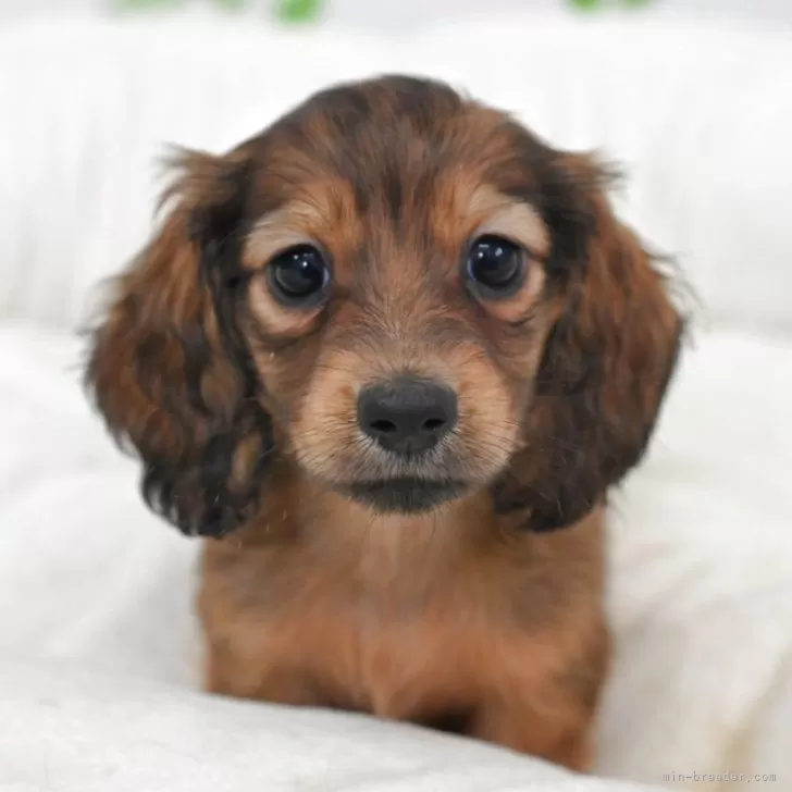 ID：2504-01097の子犬