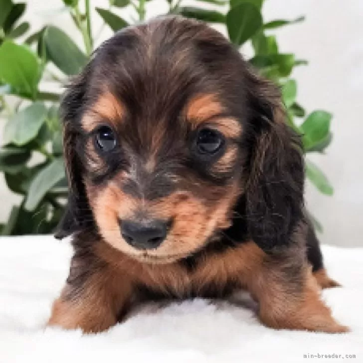 ID：2411-05123の子犬