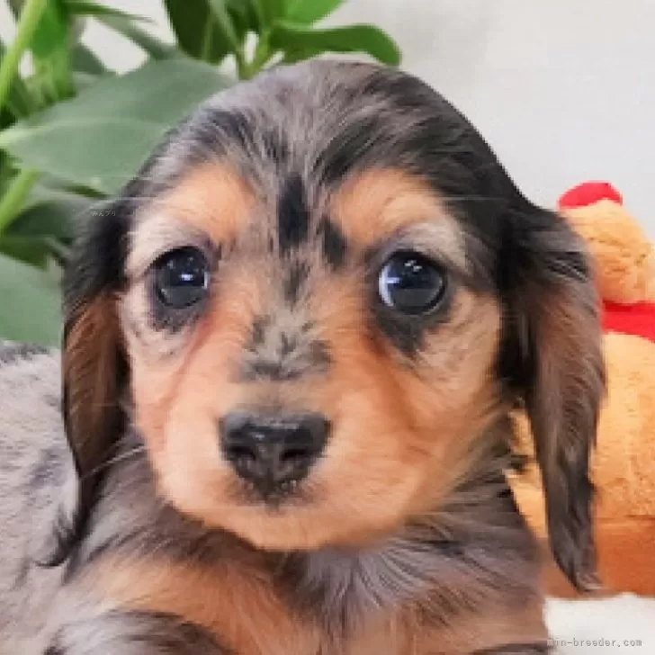 カニンヘンダックスフンド(ロング)【大阪府・女の子・2024年11月12日・シルバーダップル&amp;タン】の写真1