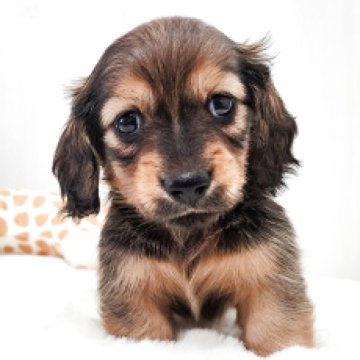 ミニチュアダックスフンド(ロング)【大阪府・男の子・2025年9月26日・シェーデッドレッド】の写真「綺麗なお顔のかわいい男の子」