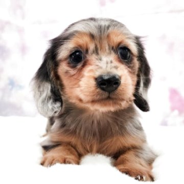 カニンヘンダックスフンド(ロング)【大阪府・男の子・2025年10月31日・シルバーダップル&タン】の写真「可愛いお顔のやさしい男の子です」