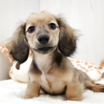 ミニチュアダックスフンド(ロング)【大阪府・女の子・2025年8月18日・シェーデッドイエロー】の写真「まんまるお目目の可愛い女の子です」