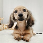 ミニチュアダックスフンド(ロング)