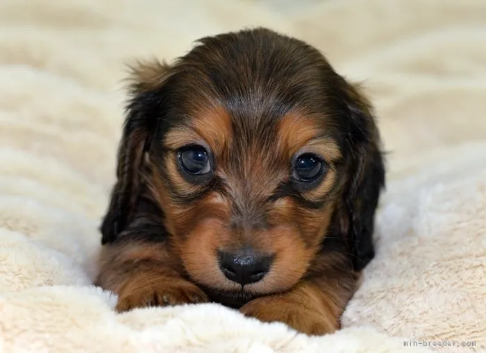 こたろう母さん 様のお迎えした子犬