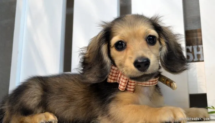 ID:1908-01238の子犬