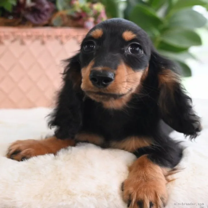 ID：2309-01393の子犬