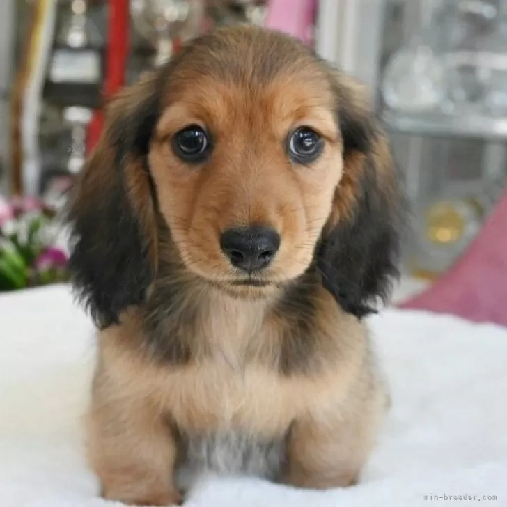 ID:2403-00573の子犬