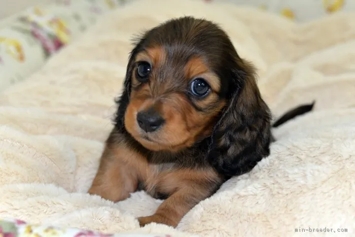 くぅ 母さん 様のお迎えした子犬