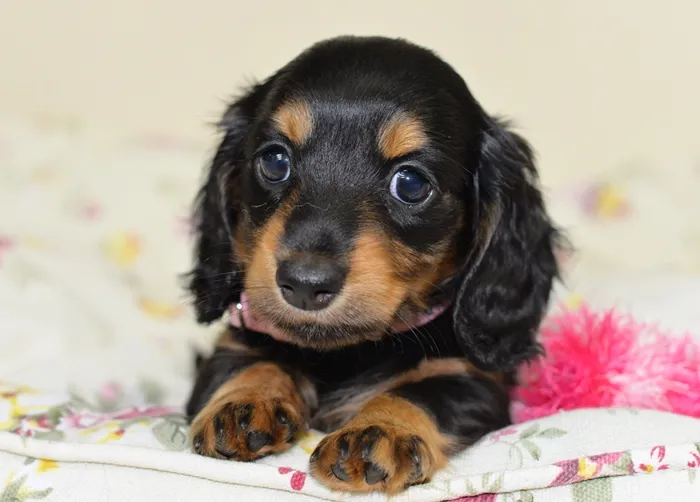 ID：1605-01696の子犬