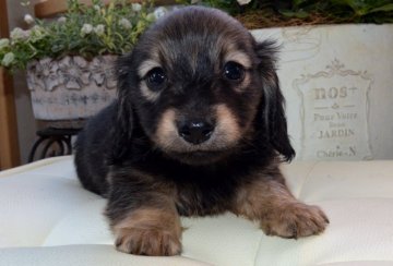 ミニチュアダックスフンド(ロング)【大阪府・男の子・2020年3月19日・シェーデッドイエロー】の写真「優しいお顔の男の子」