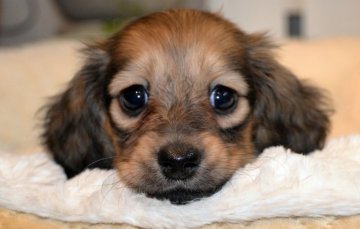 ミニチュアダックスフンド(ロング)【大阪府・女の子・2020年5月9日・シェーデッドイエロー】の写真「可愛い女の子(*^^*)」