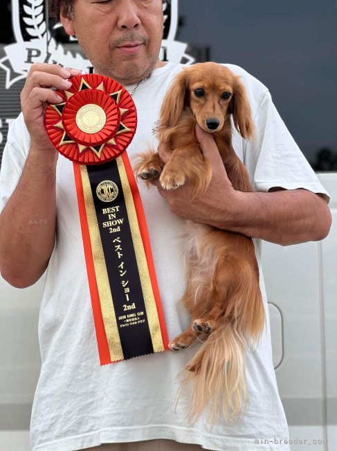 橋本　哲也(はしもと　てつや)ブリーダー(滋賀県・カニンヘンダックスフンド(ロング)など・JKC登録)の紹介写真10