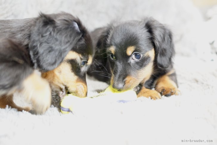 橋本　哲也(はしもと　てつや)ブリーダー(滋賀県・カニンヘンダックスフンド(ロング)など・JKC登録)の紹介写真9