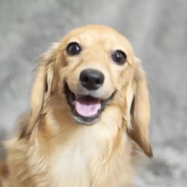 ID：2412-07236の子犬