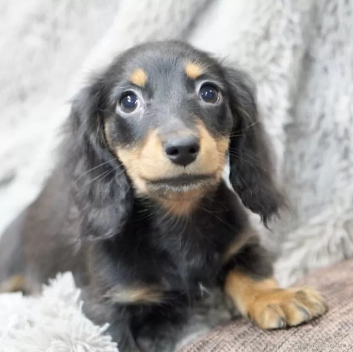 カニンヘンダックスフンド(ロング)【滋賀県・男の子・2025年6月10日・ブラックタン】の写真1「男らしいかおつき　」