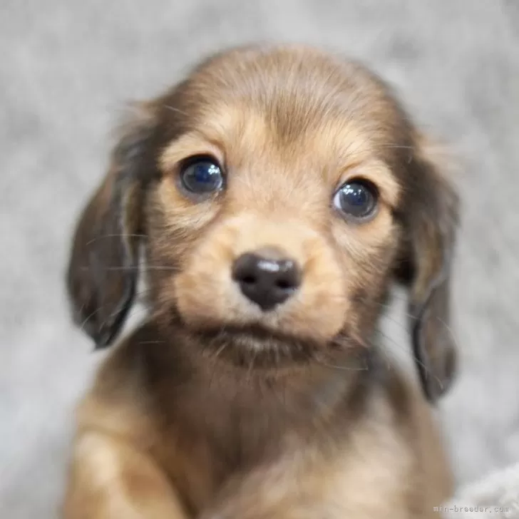 ID：2412-07227の子犬