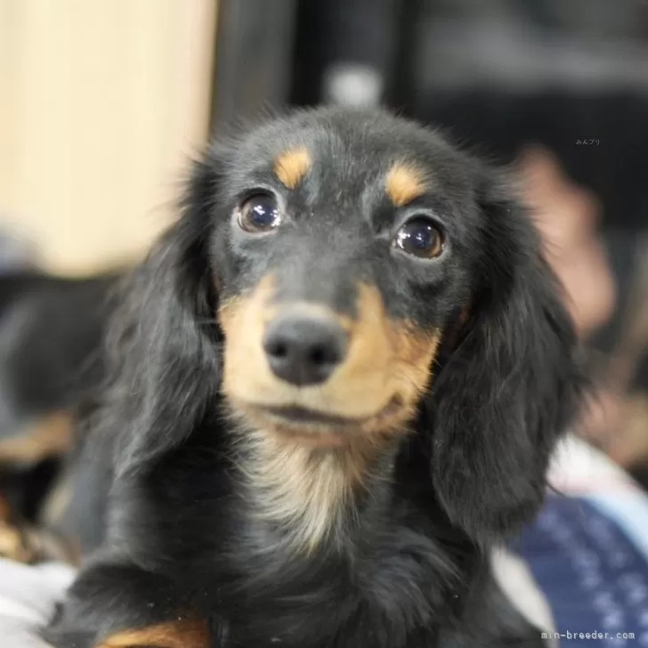 カニンヘンダックスフンド(ロング)【滋賀県・男の子・2025年6月10日・ブラックタン】の写真1「凛々しくなってきました」