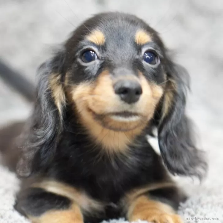 はるる 様のお迎えした子犬