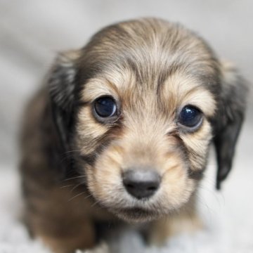 ミニチュアダックスフンド(ロング)【滋賀県・女の子・2025年10月20日・シェイテッドイエロー】の写真「小さい無邪気な女の子です」