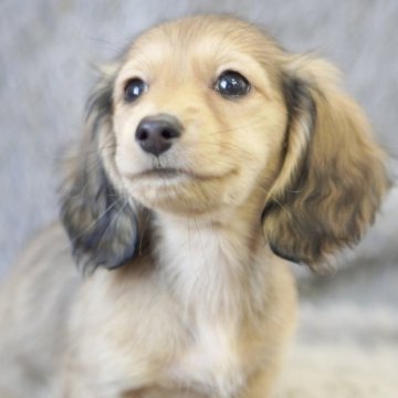 カニンヘンダックスフンド(ロング)【滋賀県・男の子・2024年11月25日・シェイデッドイエロー】の写真「元気な男の子です٩( ᐛ )و」