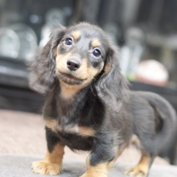 カニンヘンダックスフンド(ロング)【滋賀県・男の子・2025年6月10日・ブラックタン】の写真「よく動いて、とても元気な男の子」