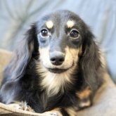 カニンヘンダックスフンド(ロング)