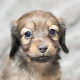 ミニチュアダックスフンド(ロング)