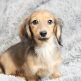 カニンヘンダックスフンド(ロング)