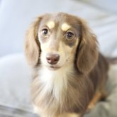 カニンヘンダックスフンド(ロング)