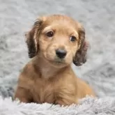 ミニチュアダックスフンド(ロング)【滋賀県・男の子・2025年3月20日・シェイテッドレッド】の写真4「まるまるしてかわいい」