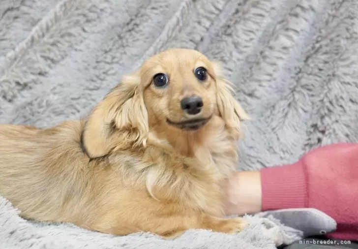 ID:2506-07789の成犬