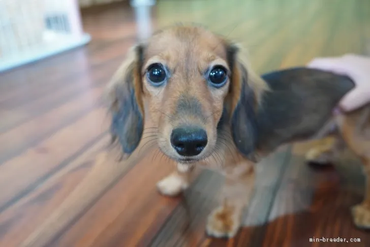 ID:1905-02141の子犬