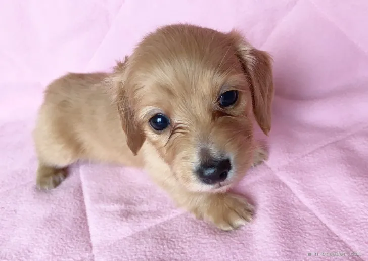 ID：1902-00011の子犬