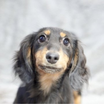 カニンヘンダックスフンド(ロング)【滋賀県・男の子・2023年10月3日・ブラックタン】の写真「超優良血統健康優良児ᕦ(ò_óˇ)ᕤ」