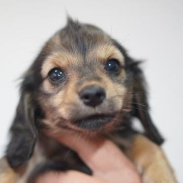 カニンヘンダックスフンド(ロング)【滋賀県・男の子・2022年9月16日・シェイテッドイエロー】の写真「小さくて、モヒカンが特徴的(^^)」