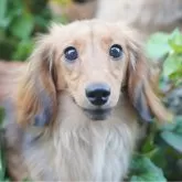 カニンヘンダックスフンド(ロング)【滋賀県・男の子・2023年6月2日・シェイデッドレッド】の写真1「めちゃくちゃ可愛い子です😌」