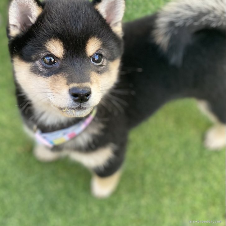 ブリーダー画像