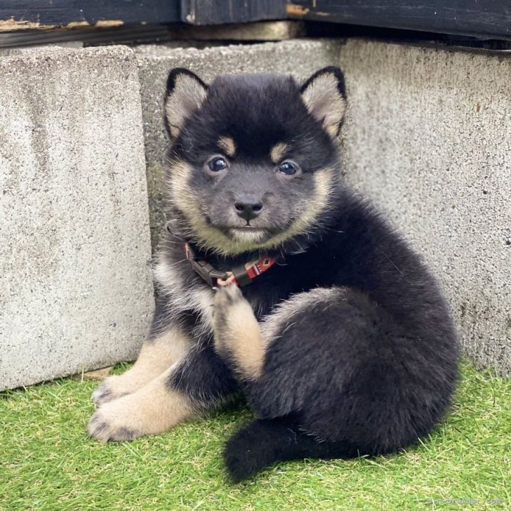 ブリーダー画像