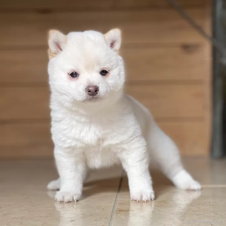 ID:2411-03360の子犬