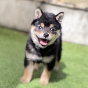 柴犬(豆柴)【高知県・男の子・2025年7月23日・黒】の写真「豆柴専門21年　コロコロ体型　顔立ちに自信あり！」