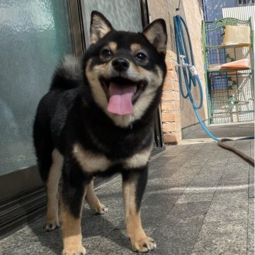 柴犬(豆柴)【高知県・女の子・2025年2月15日・黒】の写真「豆柴専門21年　顔立ちに自信あり！価格見直しました」