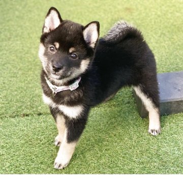 柴犬(豆柴)【高知県・女の子・2025年9月18日・黒】の写真「豆柴専門21年　顔立ちに自信あり！」