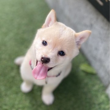 柴犬(豆柴)【高知県・女の子・2025年4月1日・白】の写真「豆柴専門21年　甘えん坊の女の子2」