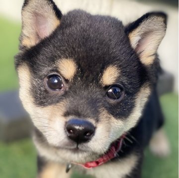 柴犬(豆柴)【高知県・女の子・2025年9月23日・黒】の写真「豆柴専門21年　顔立ちに自信あり！」