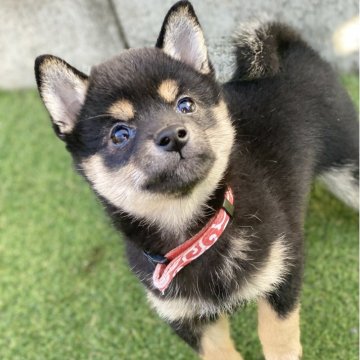 柴犬(豆柴)【高知県・女の子・2025年9月18日・黒】の写真「豆柴専門21年　顔立ちに自信あり！小さな女の子」